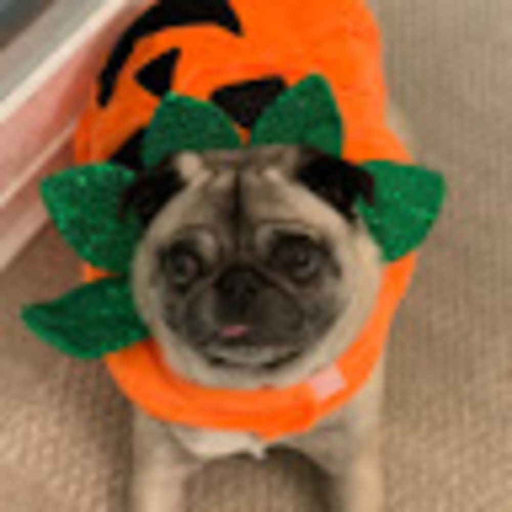Meet your Posher, Pug